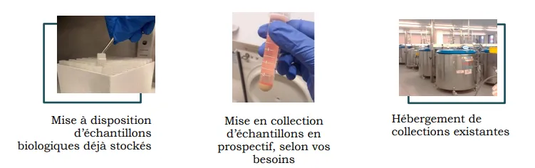 Mise à disposition d''échantillons; Création de collections et hébergement