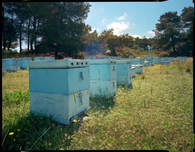 Ruches de l’île de Kos, 2024