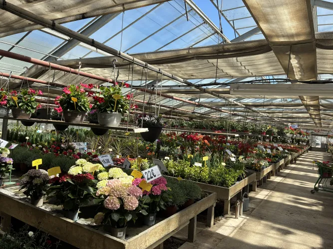 Foire aux plantes